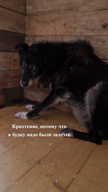 Лейб-гвардии Дик майор. Волонтеры "Тарасик и команда", приют в ТиНАО