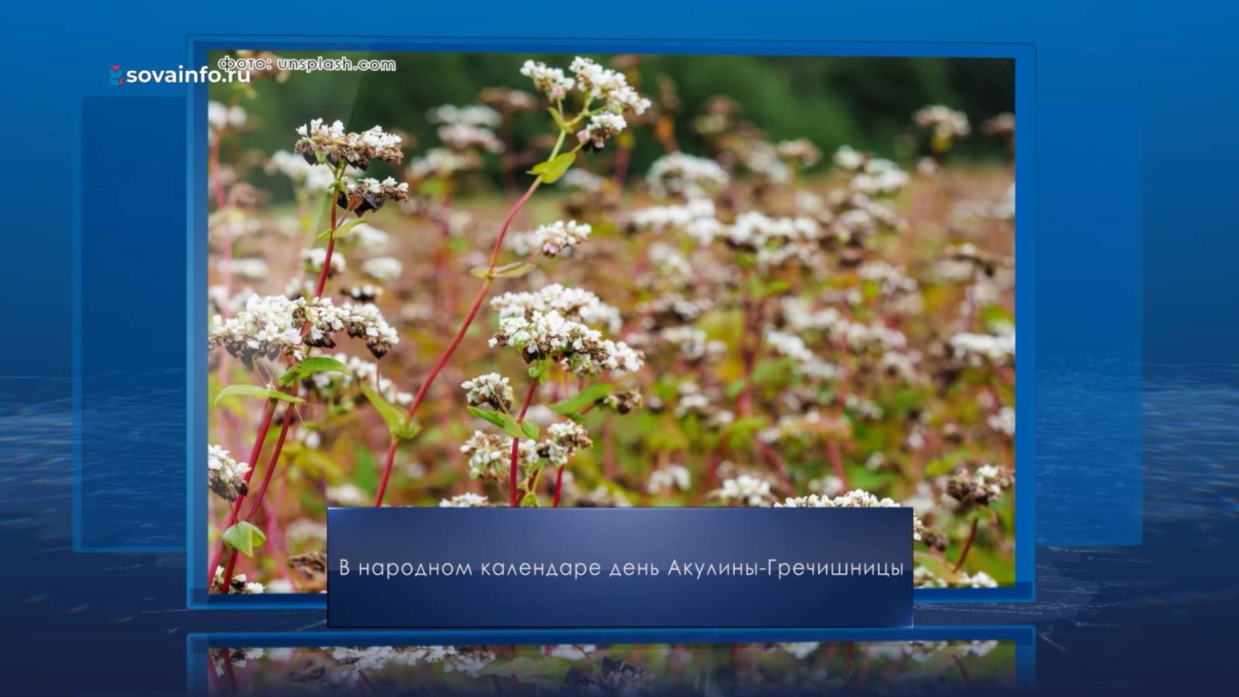День Акулины Гречишницы. Календарь Губернии от 26 июня