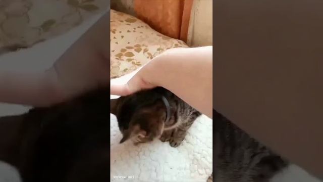 #безкотаижизньнета #любимки