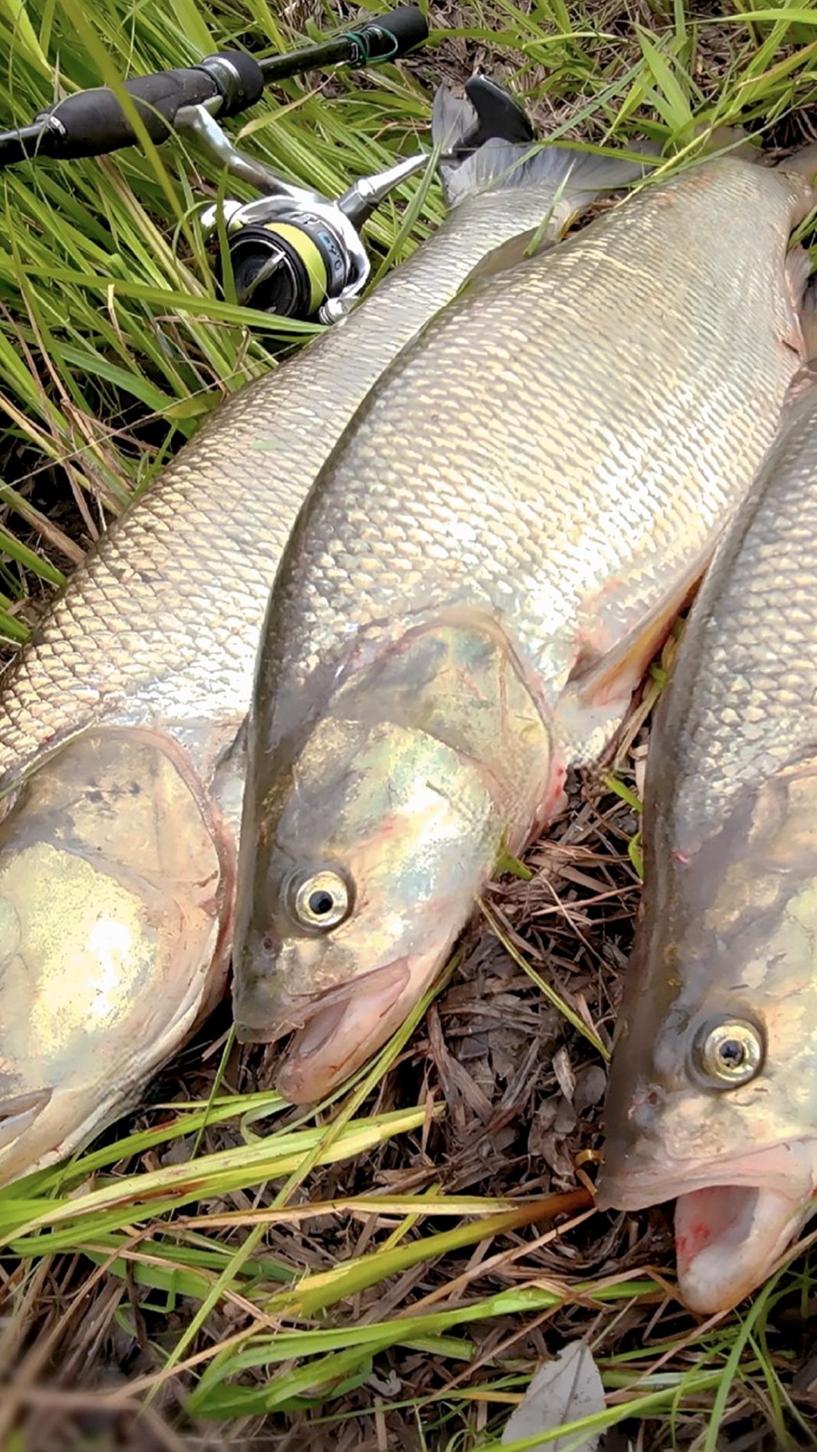 Жереховый котёл. 🎣🐟