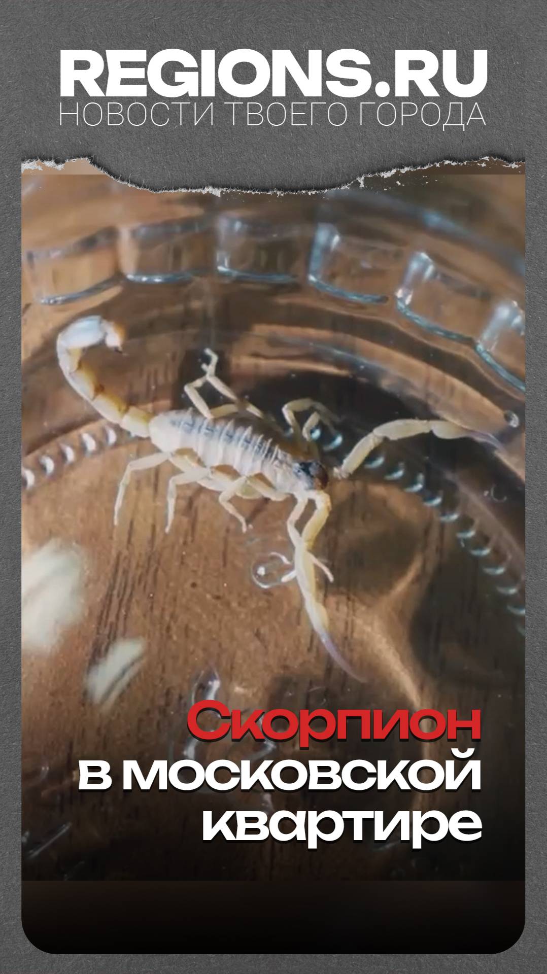 Скорпион в московской квартире