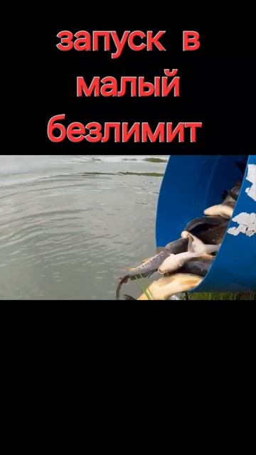 запуск карпа