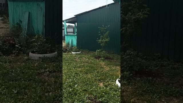 СИБИРЬ НА СВЯЗИ #жизнь_в_глубинке 1000050659.mp4