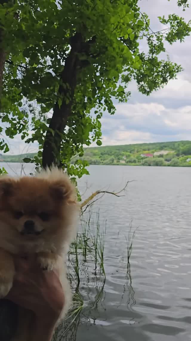 Шпиц Норди из Белгорода на водоёме