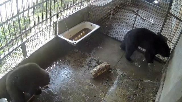 МЕДВЕДЬ ПЫТАЕТСЯ СБИТЬ ПАЛКОЙ ГНЕЗДО ЛАСТОЧКИ