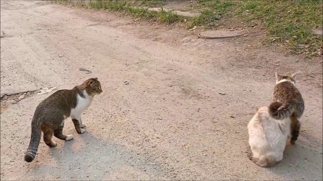 Она сделала свой выбор. Это про кошку...