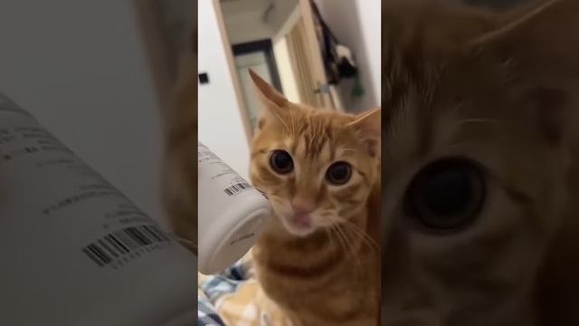 Вечно голодные коты