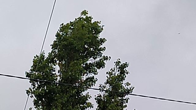 Дерево