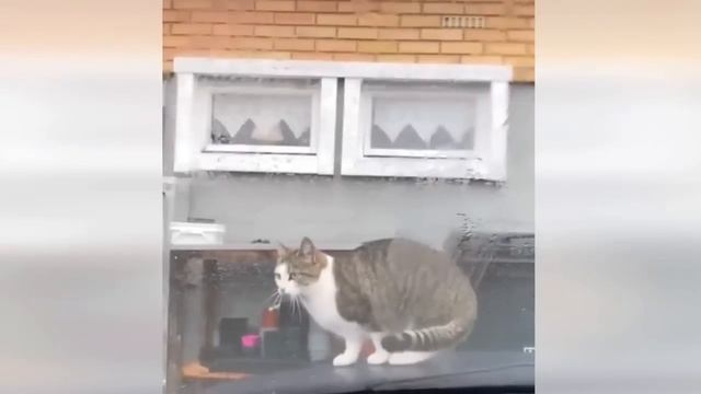 Приколы С Животными 130