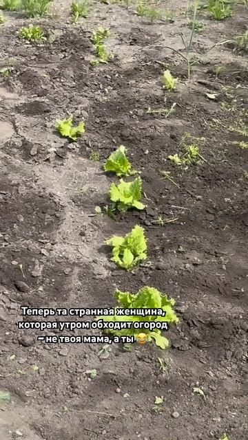 О переезде в деревню ☀️
