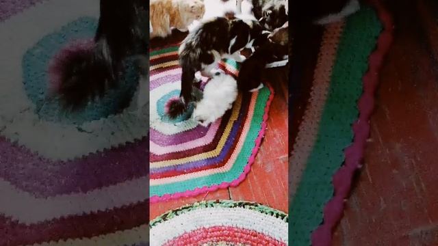 HwVideoEditor_2025_06_26_133731452.mp4
