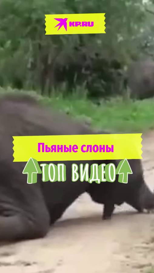 Пьяные слоны