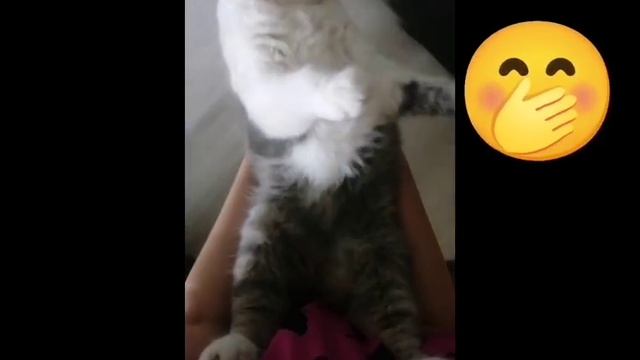 котики