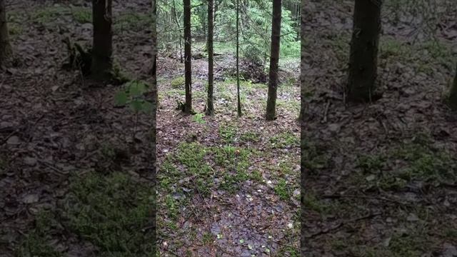 ПЕРВЫЕ БЛАГОРОДНЫЕ ГРИБЫ СЕЗОНА | ДУША ПОЕТ | ТИХАЯ ОХОТА 2025