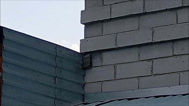 Кот. Стёпа