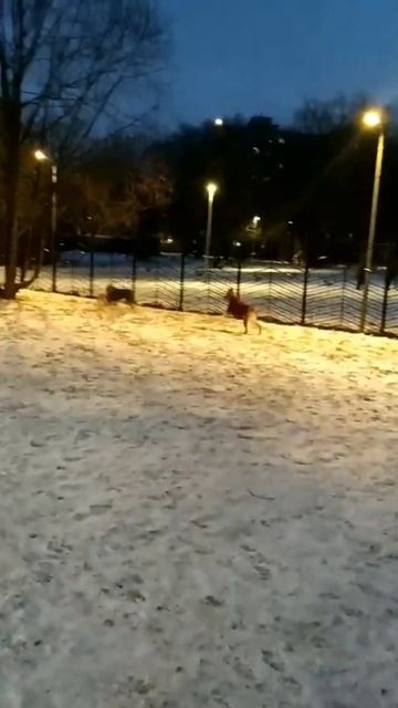Наш Кен против Райна Гослинга #приютмалинки ТиНАО, Москва