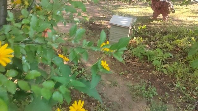 Дача 26.06.2025г.Утренний обход.
