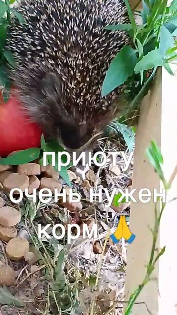 +7985 193 0027 сбер, элплат