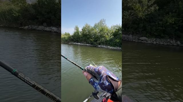 Рыбалка сплавом на головля