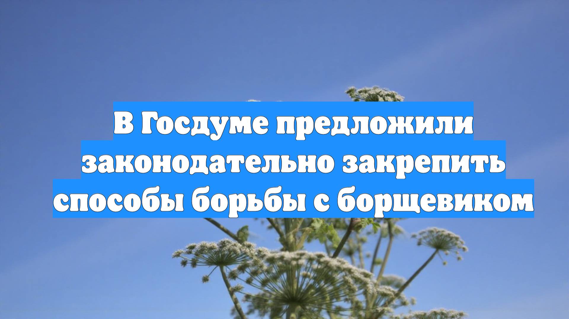 В Госдуме предложили законодательно закрепить способы борьбы с борщевиком