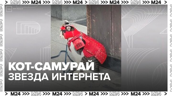 Кот-самурай из Японии стал звездой интернета - Москва 24