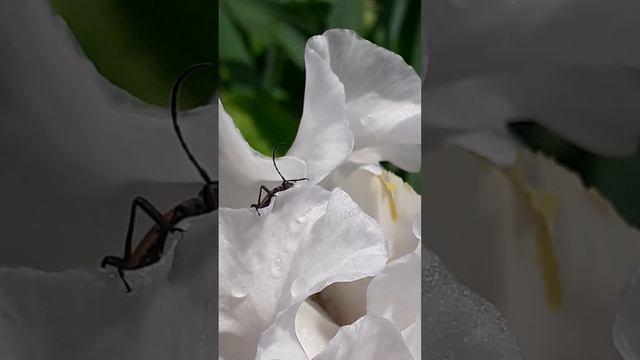 усач лептура, лептуралия черноногая (Lepturalia nigripes)