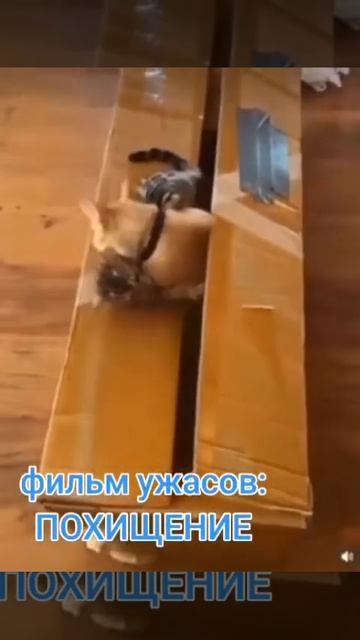 Котейка похитил котейку 🐈😍😉