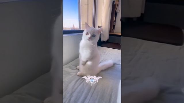 VID-20250626-WA0186