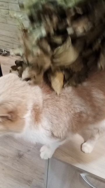 Чудесный кот