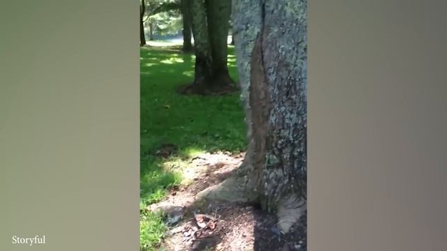 Немецкий Дог Не Только САМЫЙ ВЫСОКИЙ, Но И Очень ЗАБАВНЫЙ!