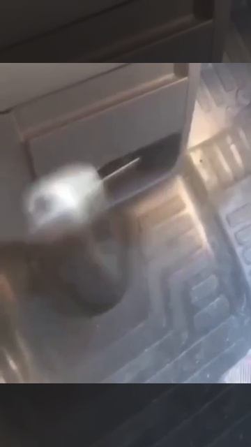 Когда машина рада видеть своего хозяина