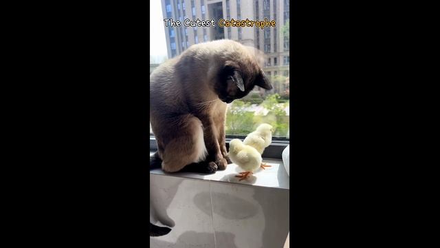 Смешные котики - часть 22