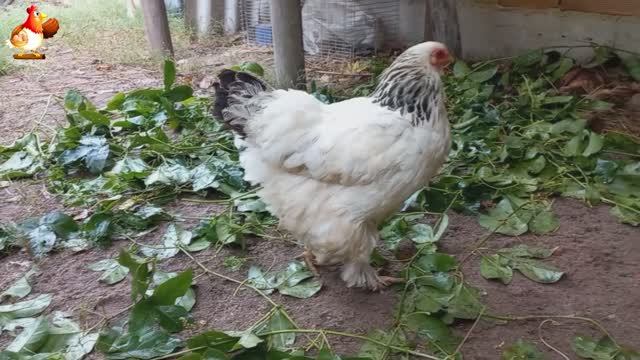 Куры Брама с лохматыми лапами прекрасные несушки (20)