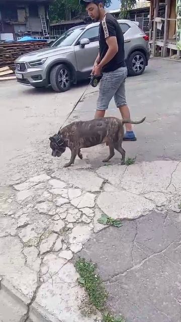 Ташкент # Шереметьевский приют