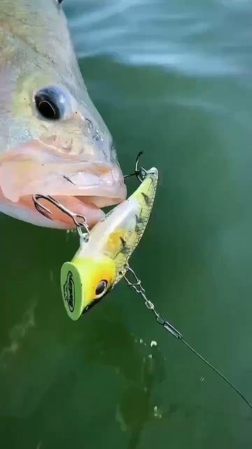 Трофейный Окунь🎣