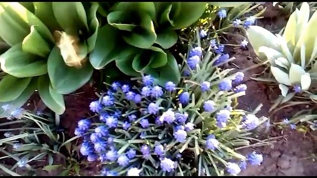 Душистые мускарики. Мышиный гиацинт.