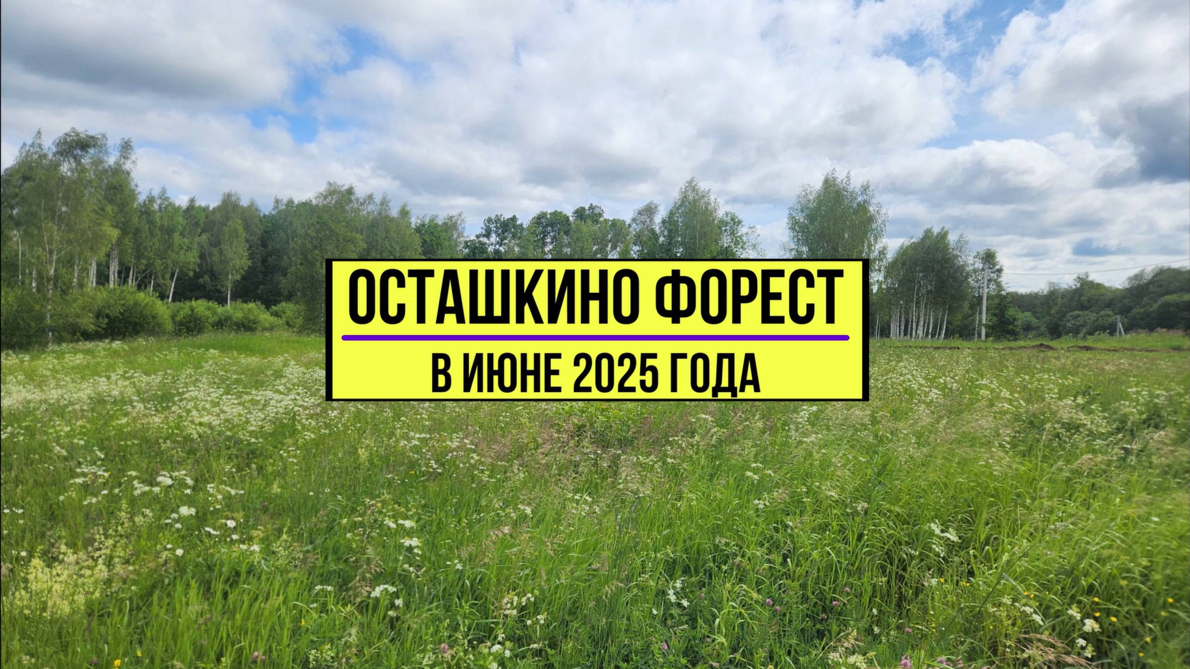 Осташкино форест, июнь 2025