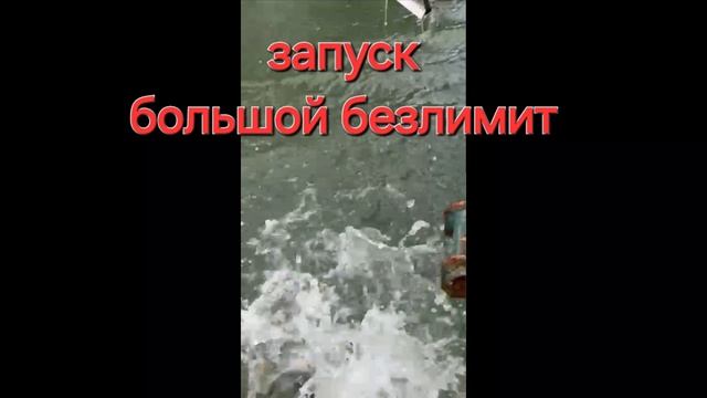 запуск карпа