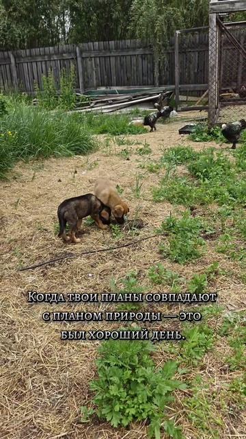 Будни женщины с хозяйством и характером