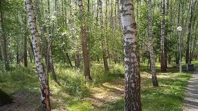 2025-06-25- Лето. Природа 🌳🌸🌲🏵️
