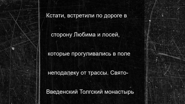 Ярославцев предупредили о большом медведе