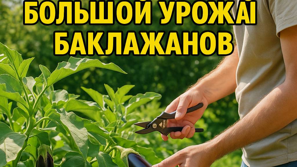 Секреты полива и формировки баклажанов — как получить урожай в 3 раза больше!