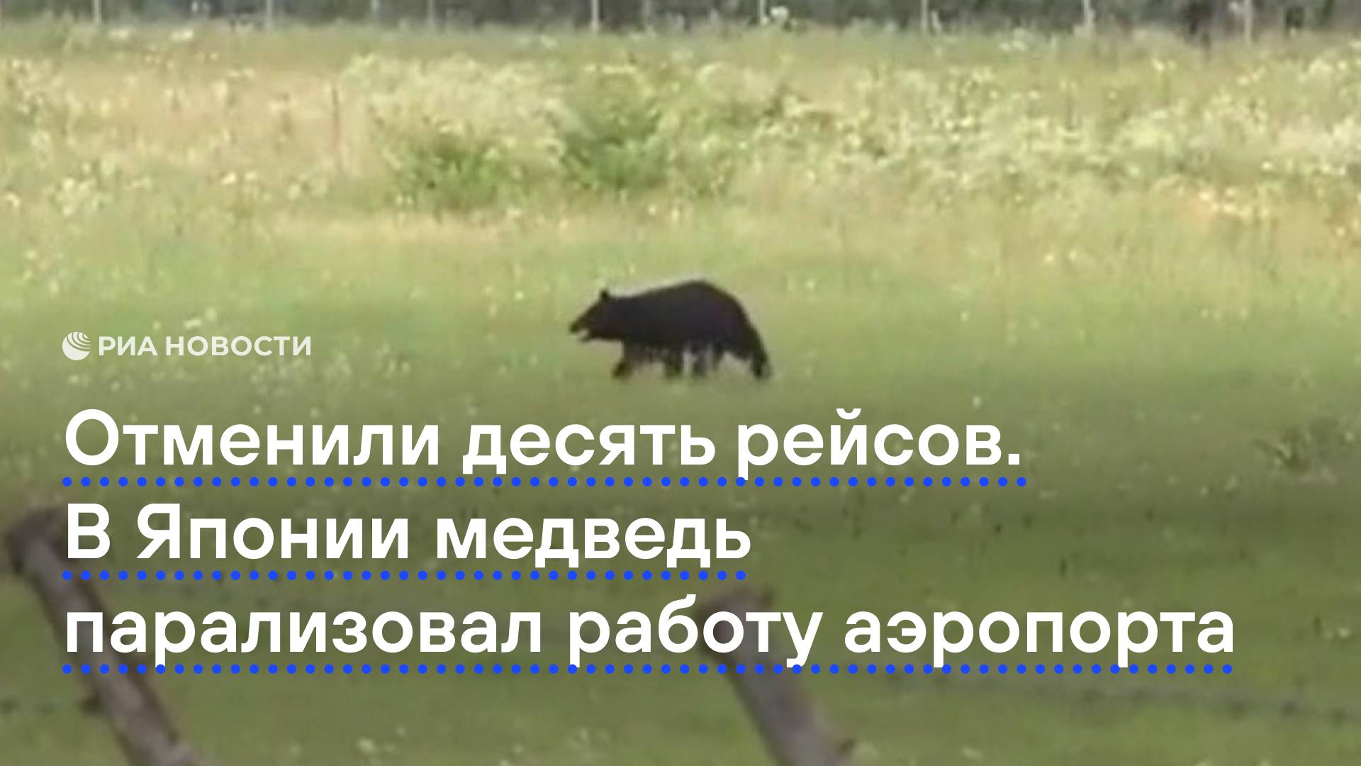 Отменили десять рейсов. В Японии медведь парализовал работу аэропорта
