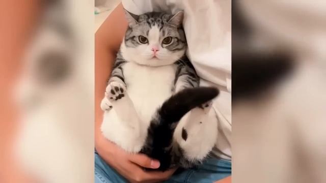 Приколы С Животными 137
