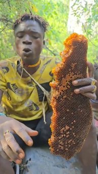 Бушмены Африки добывает медоносные соты диких пчёл