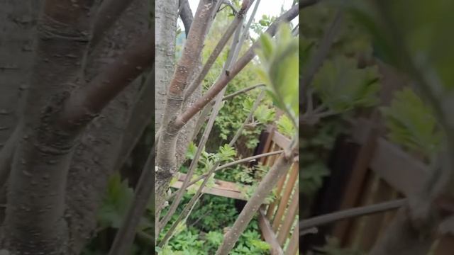 Хороший ручной секатор для подрезки кустов