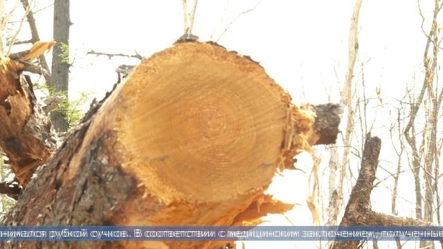 25.06.2025 Сухое дерево упало на человека в Макаровском районе