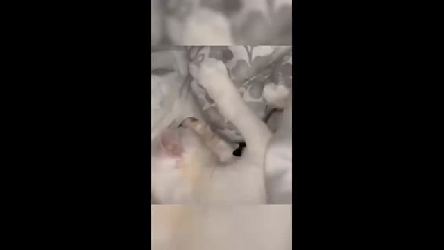 Смешные котики - часть 16