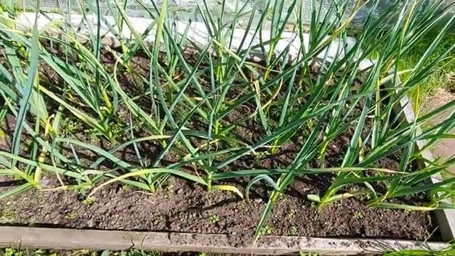 Катран- аналог хрена Подкормки чеснока Часть 5