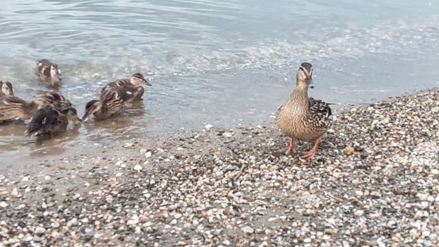 На море: сегодня кормим утят 🦆 вафлями 🥖 At sea ⛵ : today we feed the ducklings 🦆 waffles 🥖